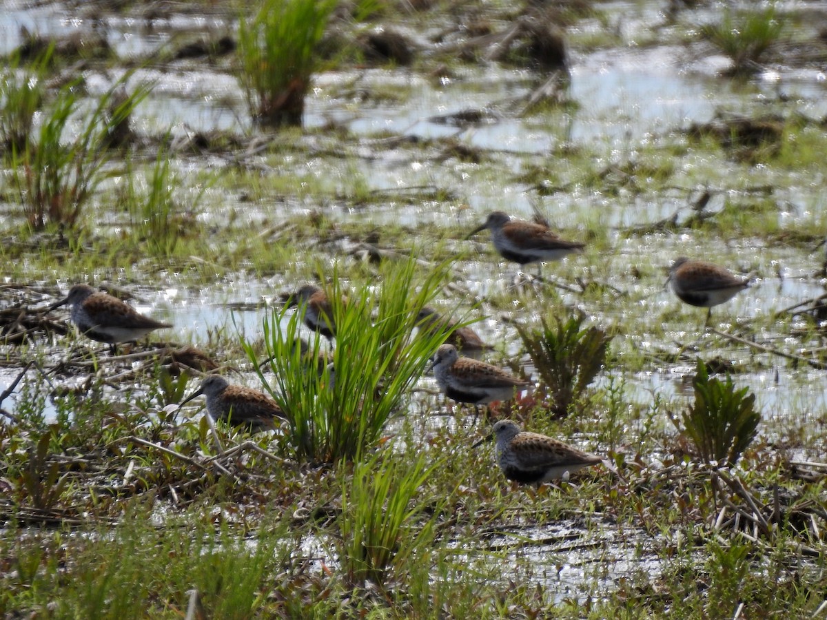 Dunlin - ML103307871