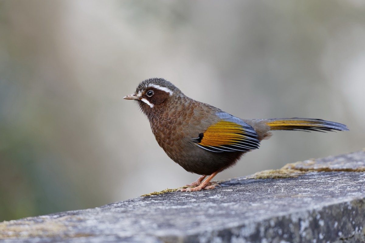 White-whiskered Laughingthrush - Anonymous