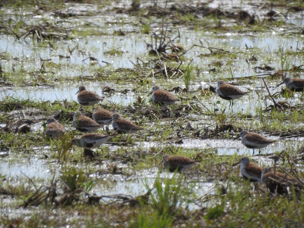 Dunlin - ML103308061