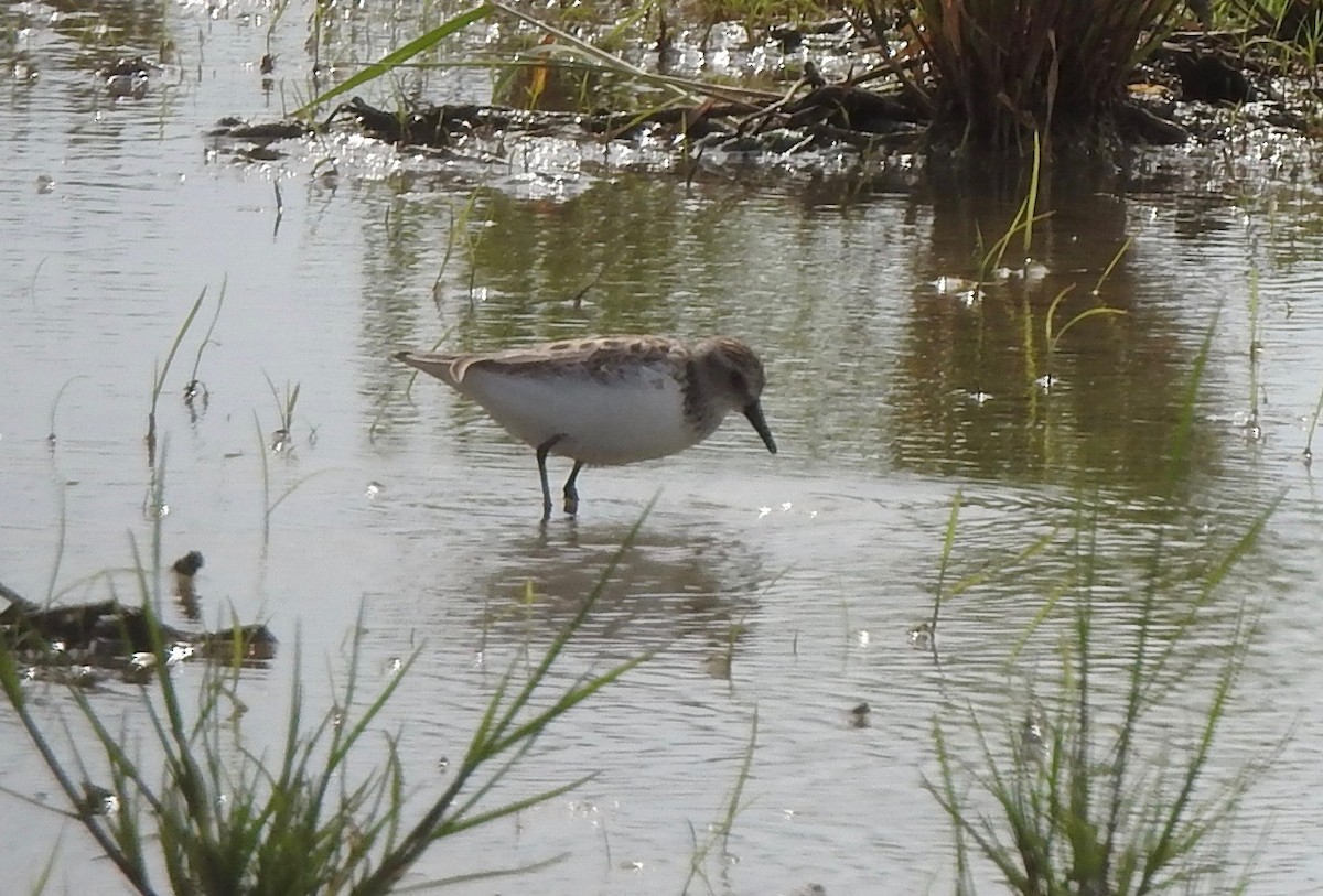 Semipalmated Sandpiper - ML103308301