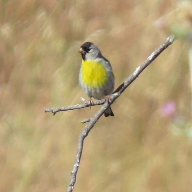 Lawrence's Goldfinch - ML103308461