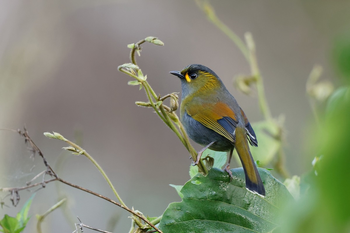 Taiwan Liocichla - ML103308591