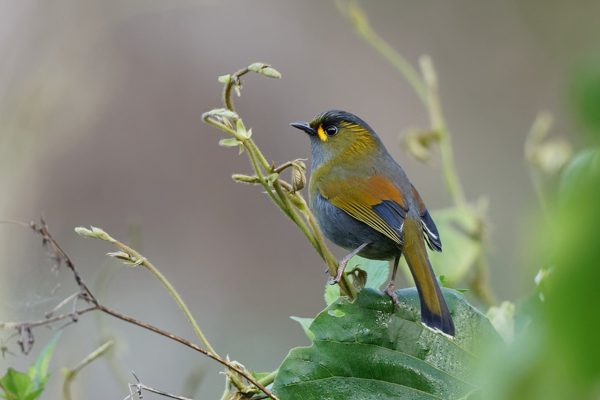 Steere's Liocichla - ML103308591