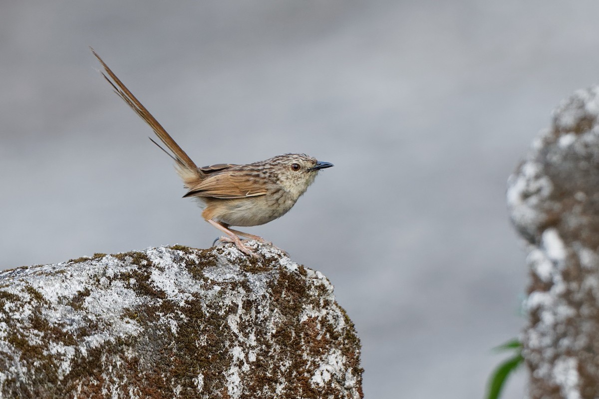 Striped Prinia - Anonymous
