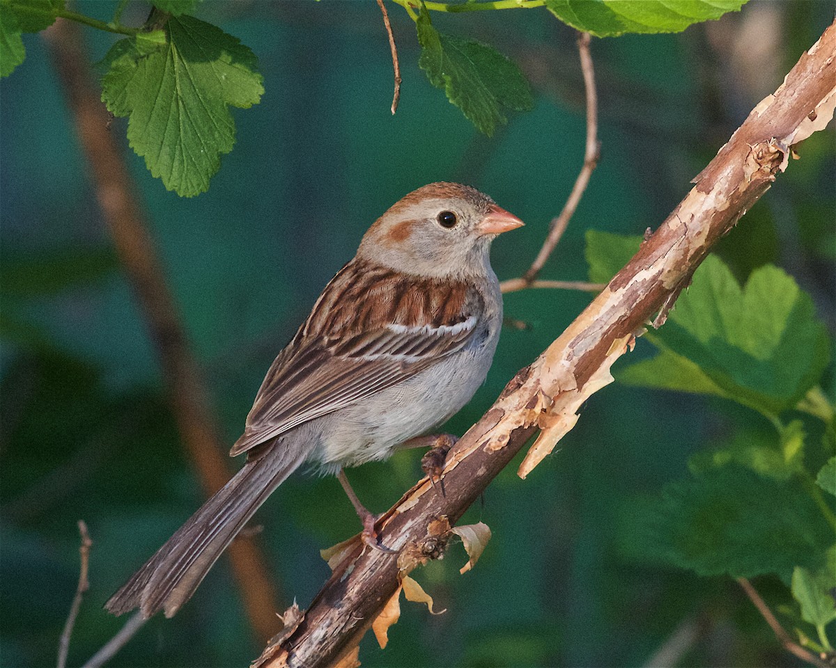 Field Sparrow - ML103308971