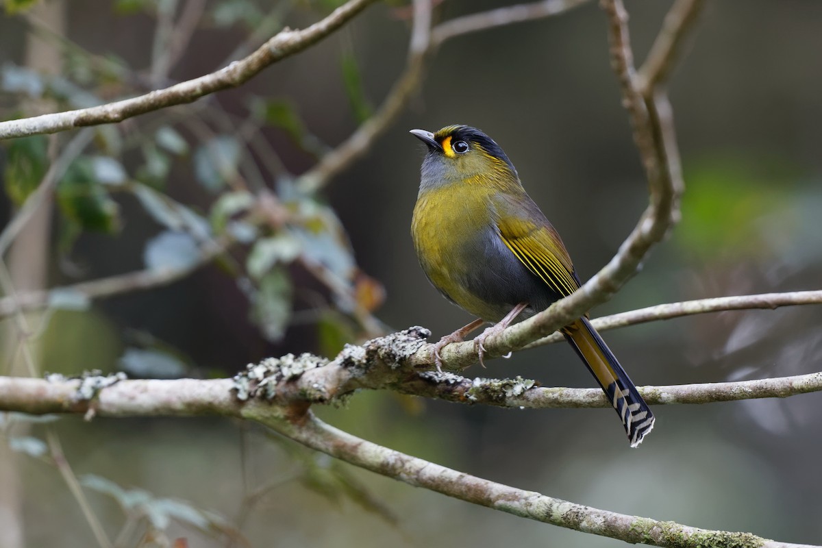 Taiwan Liocichla - ML103311031