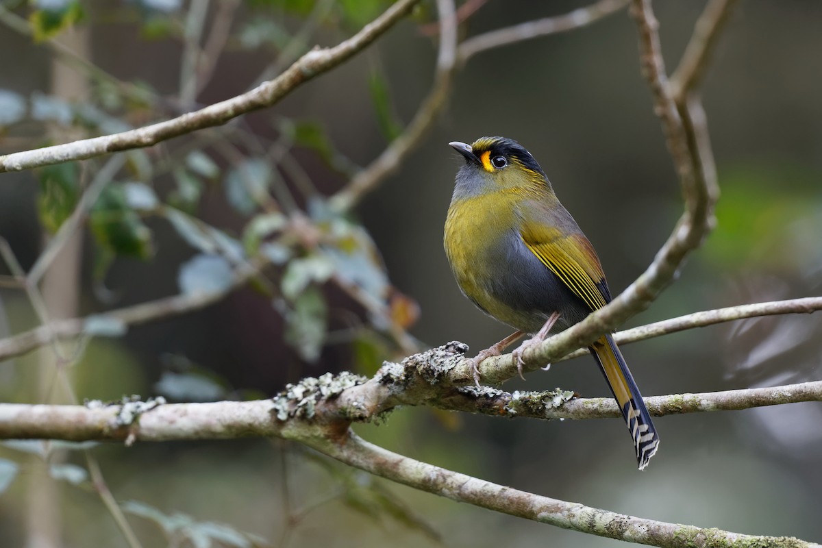 Taiwan Liocichla - ML103311041