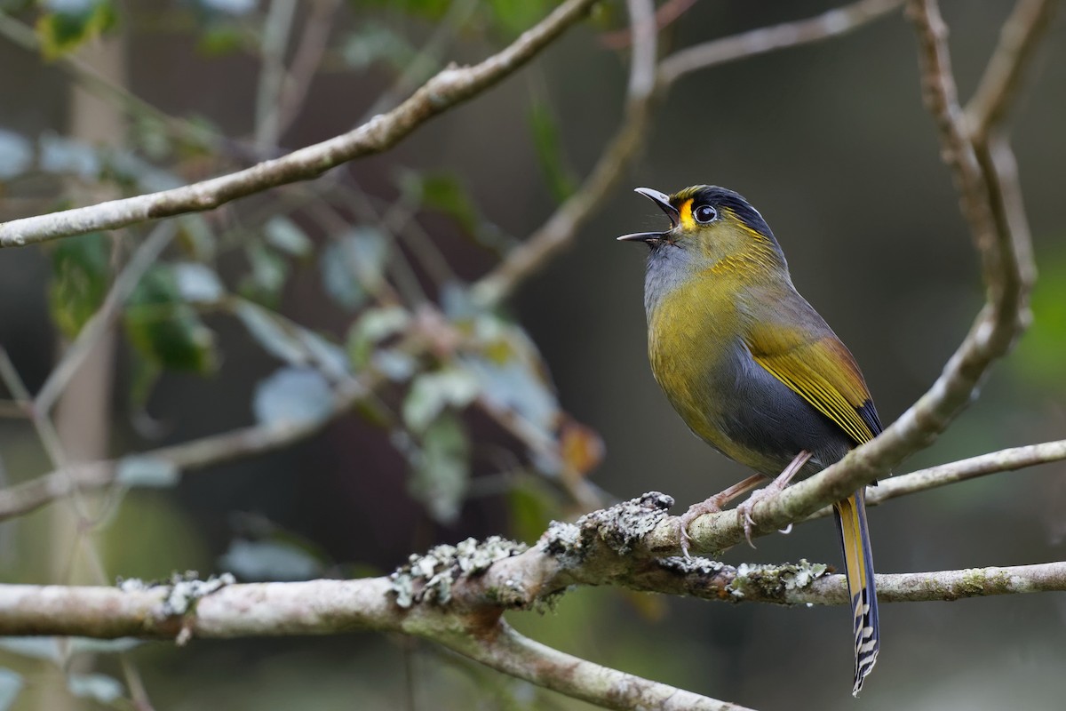 Taiwan Liocichla - ML103311051