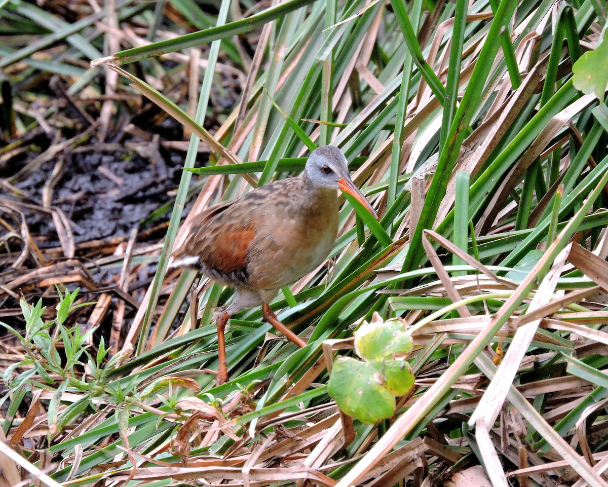 Virginia Rail - ML103312111