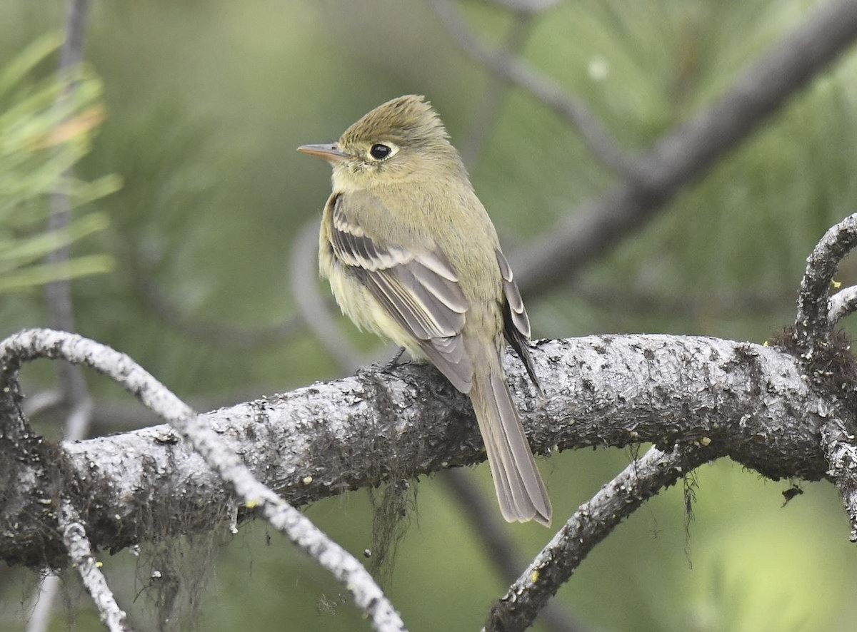Western Flycatcher (Cordilleran) - Tom Crabtree