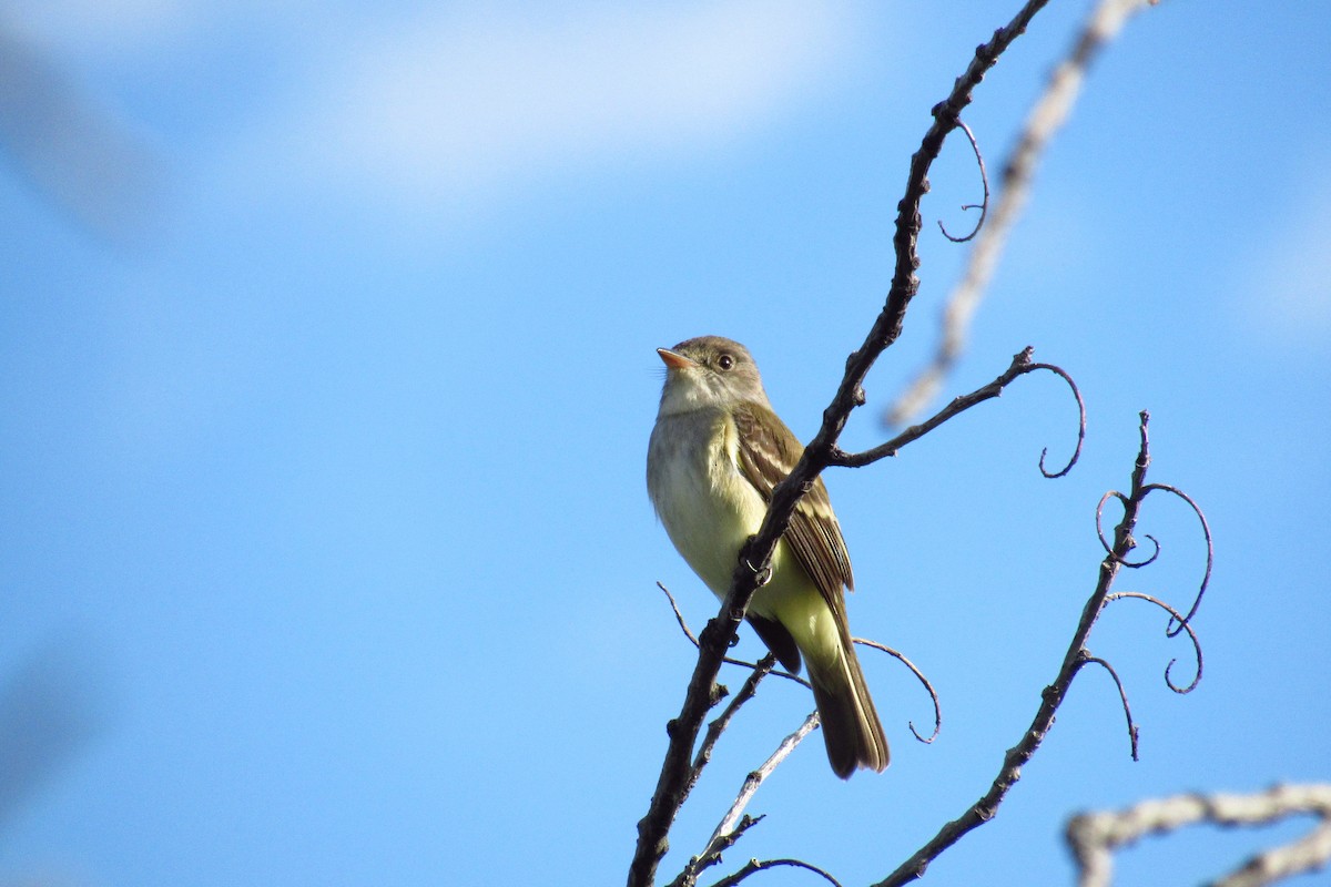 Willow Flycatcher - ML103314791