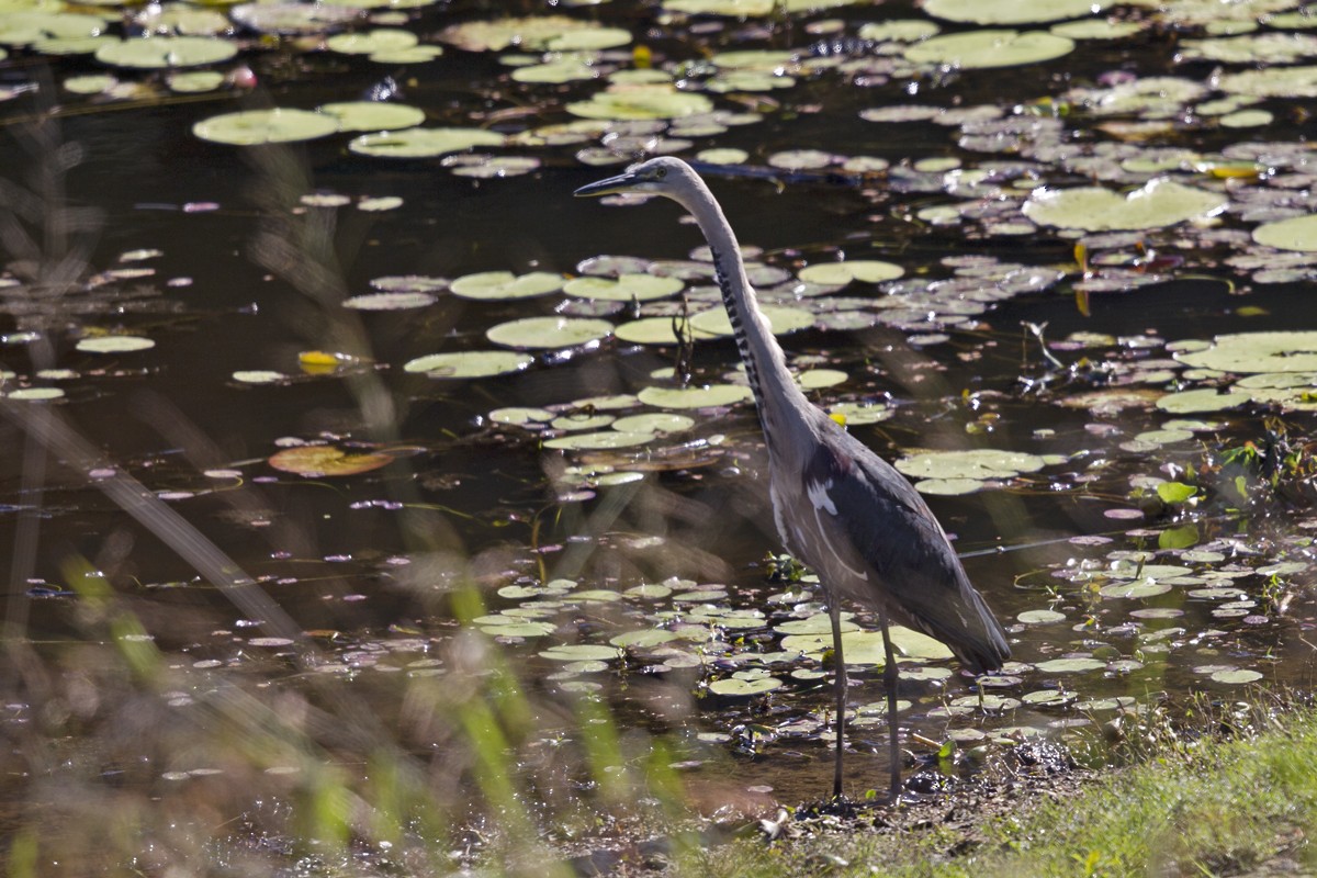 Pacific Heron - ML103316041