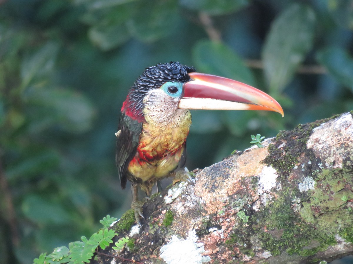 Curl-crested Aracari - Manuel Roncal