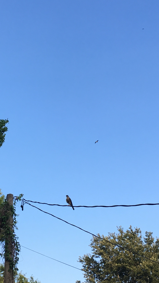 Mississippi Kite - Jeff Black