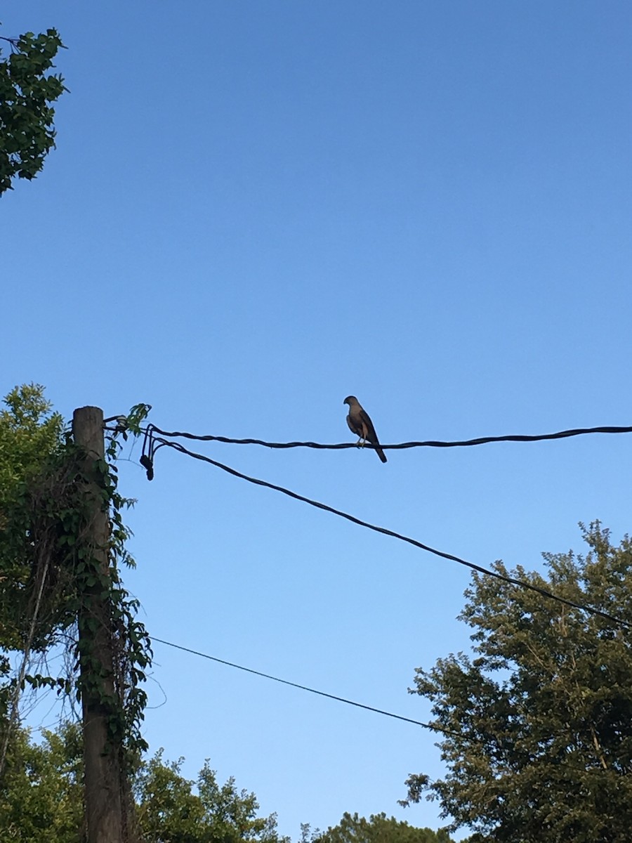 Mississippi Kite - Jeff Black