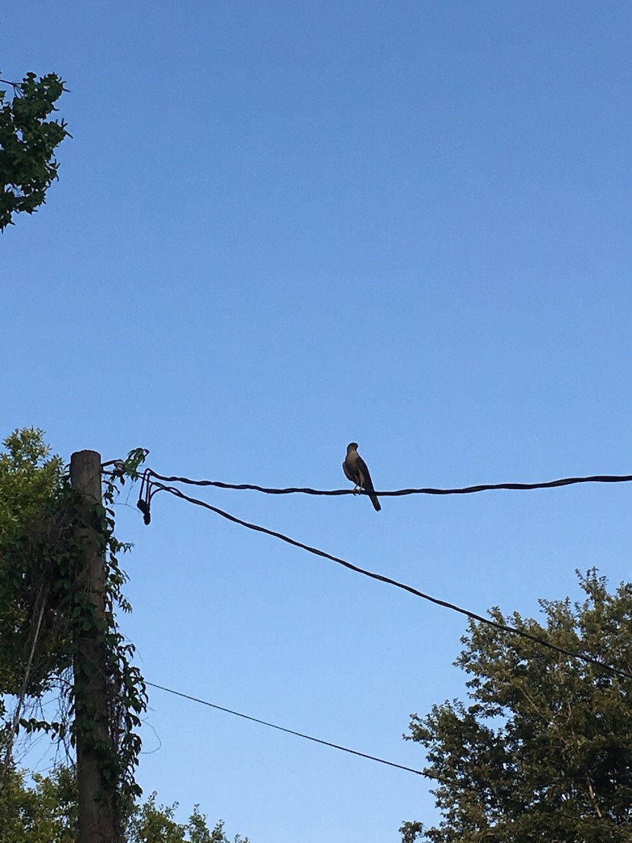 Mississippi Kite - Jeff Black