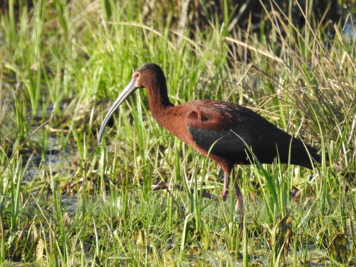 White-faced Ibis - ML103321231
