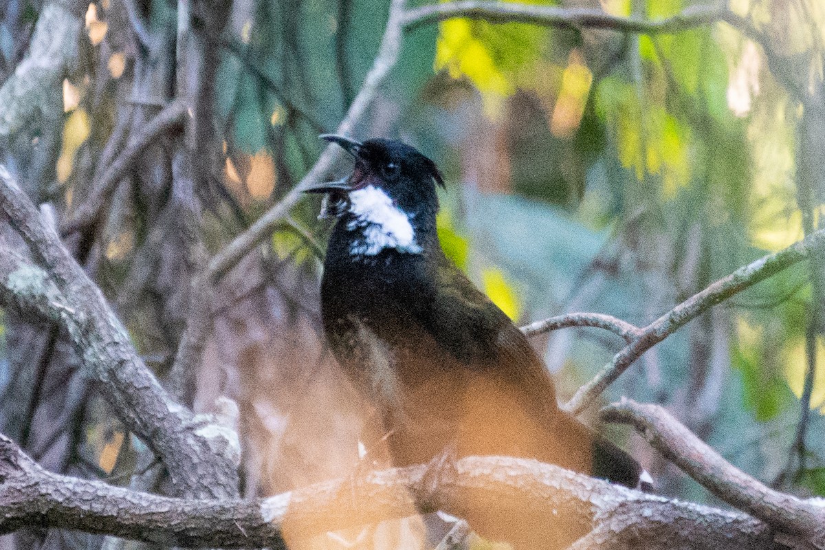 Eastern Whipbird - ML103322121