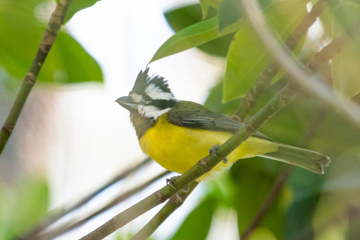 Eastern Shrike-tit - ML103322231