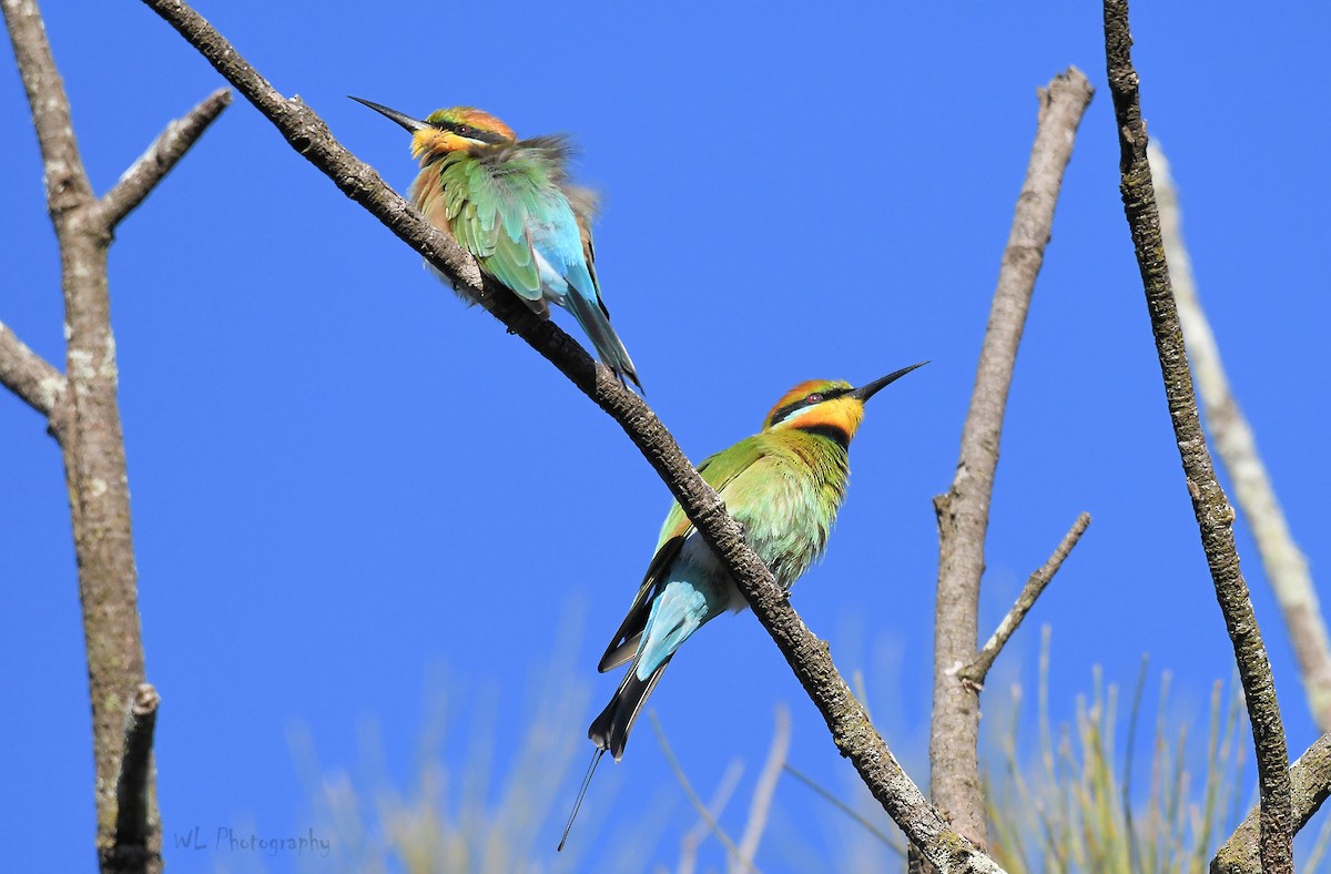 Rainbow Bee-eater - David Siu