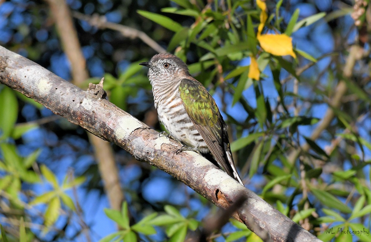 Shining Bronze-Cuckoo - David Siu