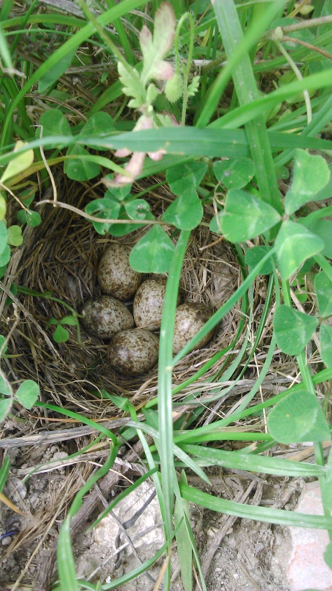 Crested Lark - ML103324961