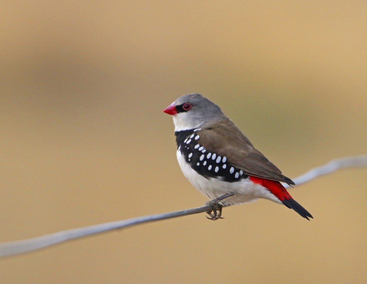 Diamond Firetail - Julie Sarna