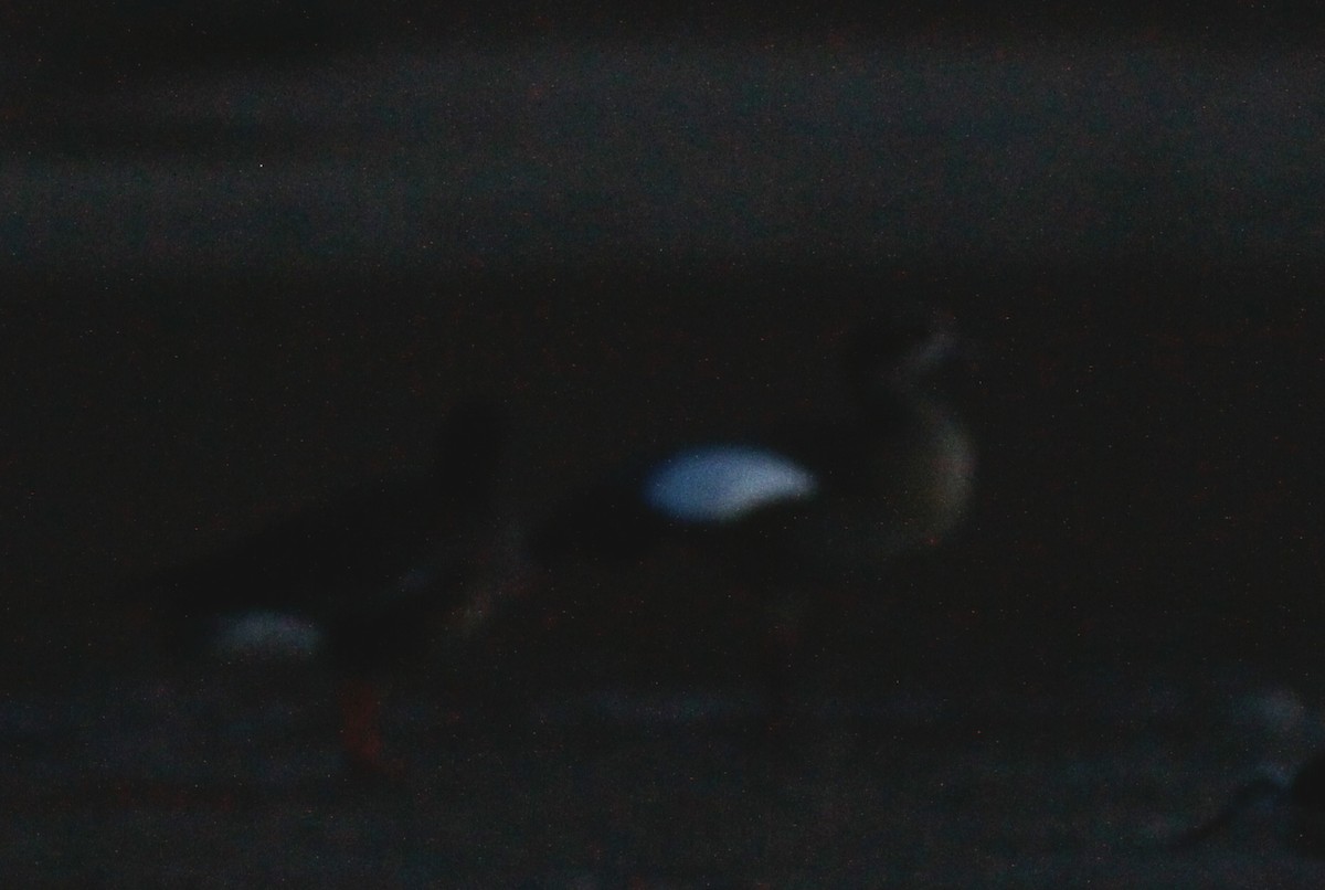 Lesser White-fronted Goose - ML103326041