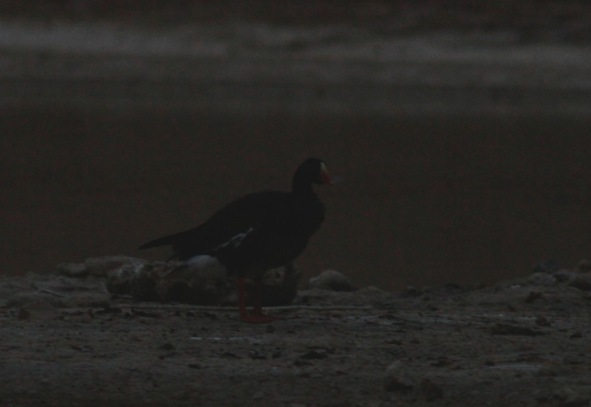 Lesser White-fronted Goose - ML103326611