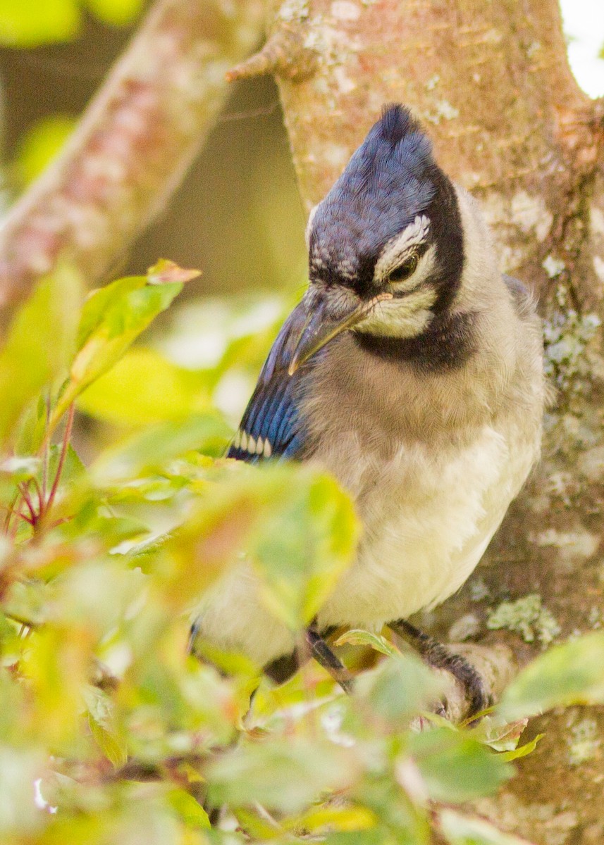 Blue Jay - ML103329751