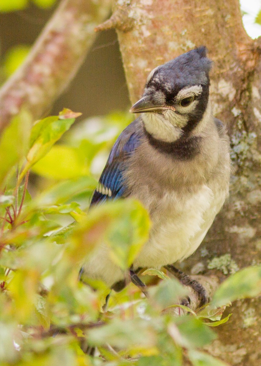 Blue Jay - ML103329761