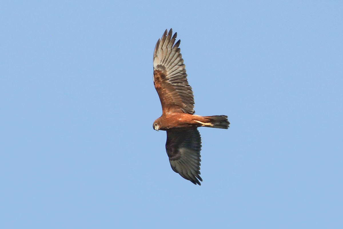 Swamp Harrier - ML103329881