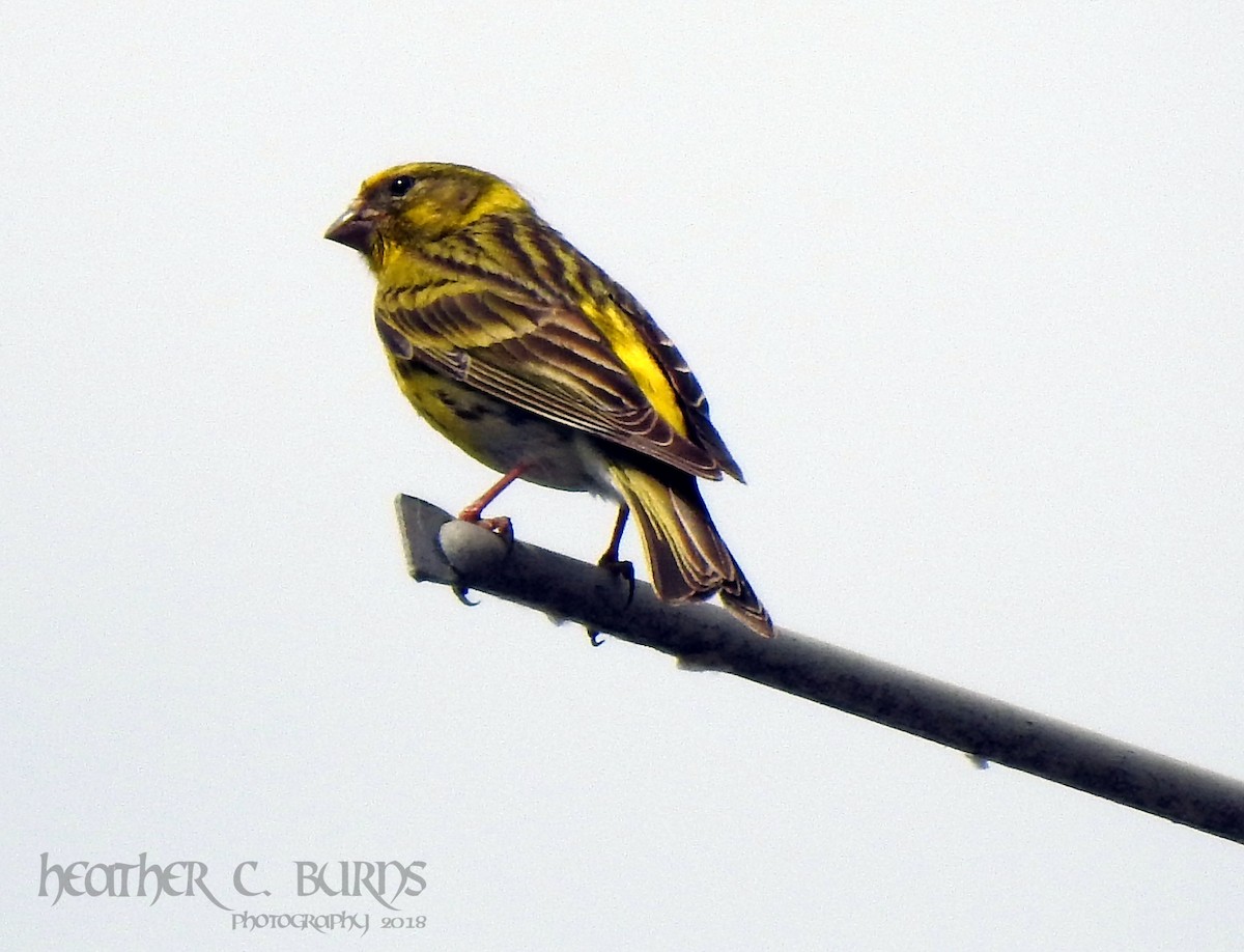 European Serin - ML103330471