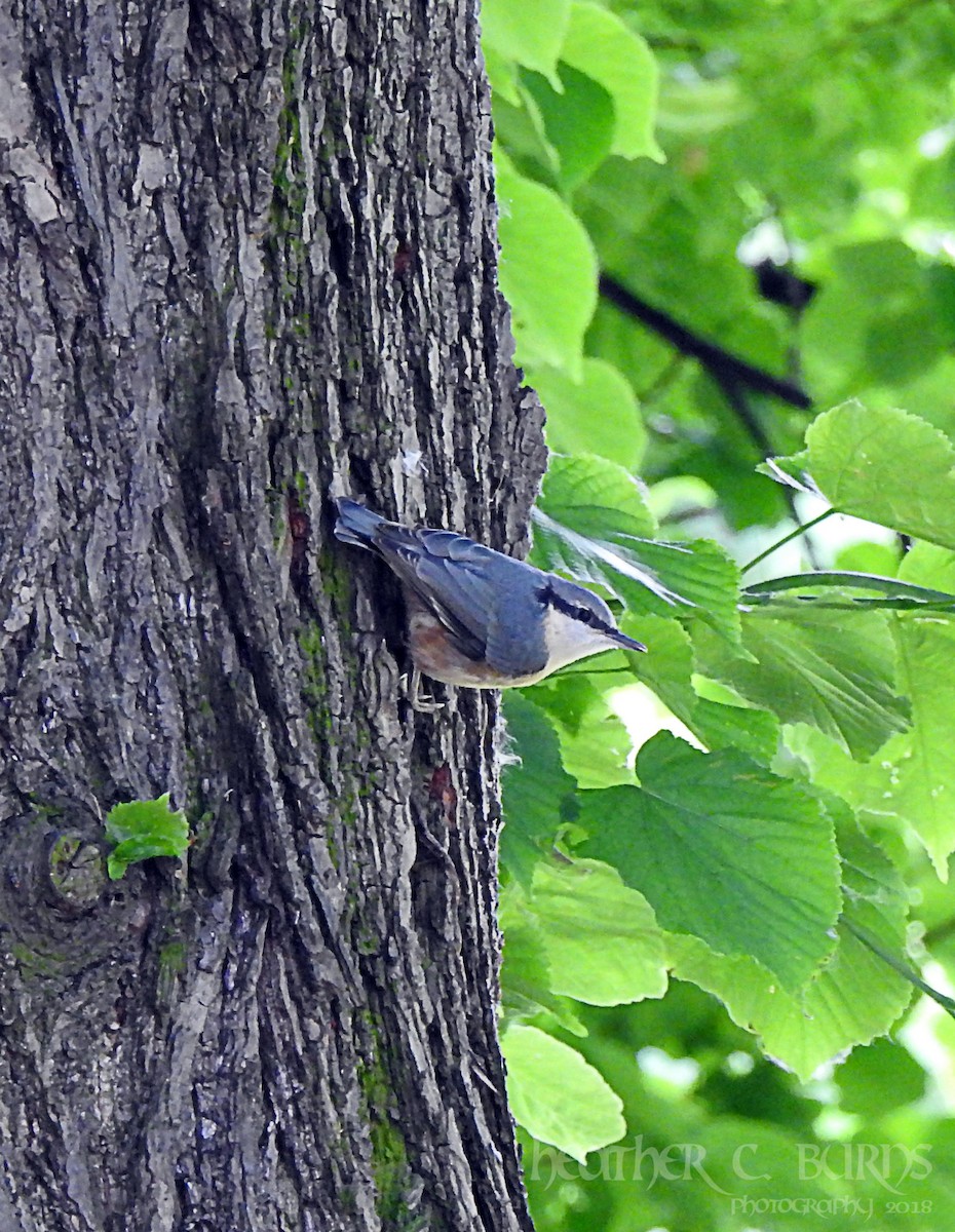 Eurasian Nuthatch - ML103330481