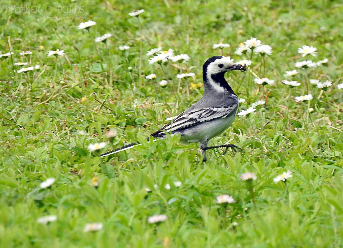 White Wagtail - ML103330501