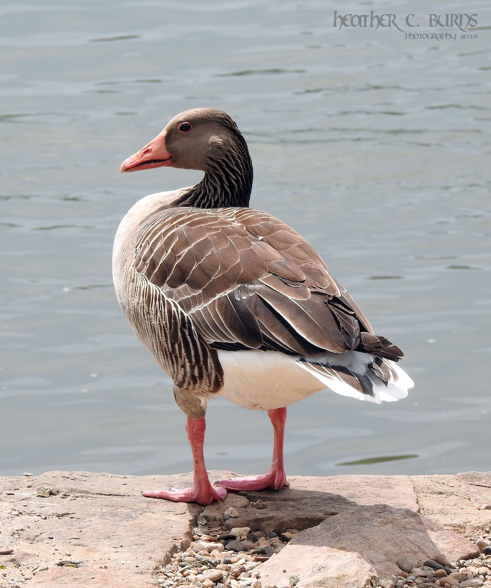 Graylag Goose - ML103330511