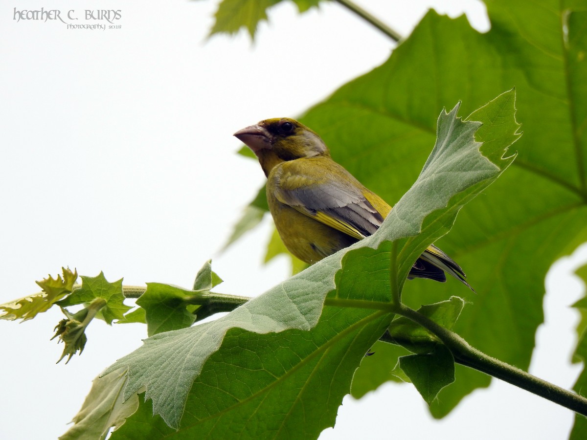 European Greenfinch - ML103330531
