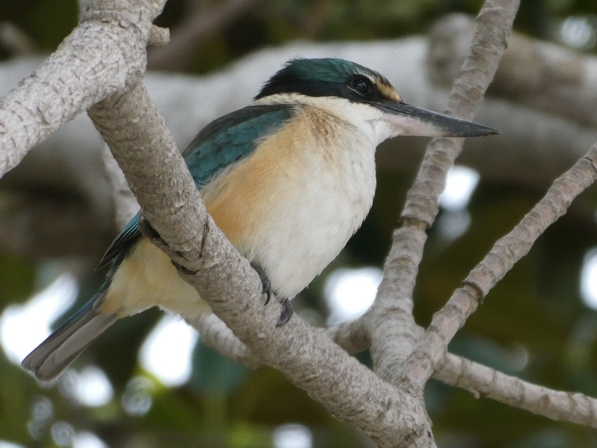 Sacred Kingfisher (Australasian) - ML103330571