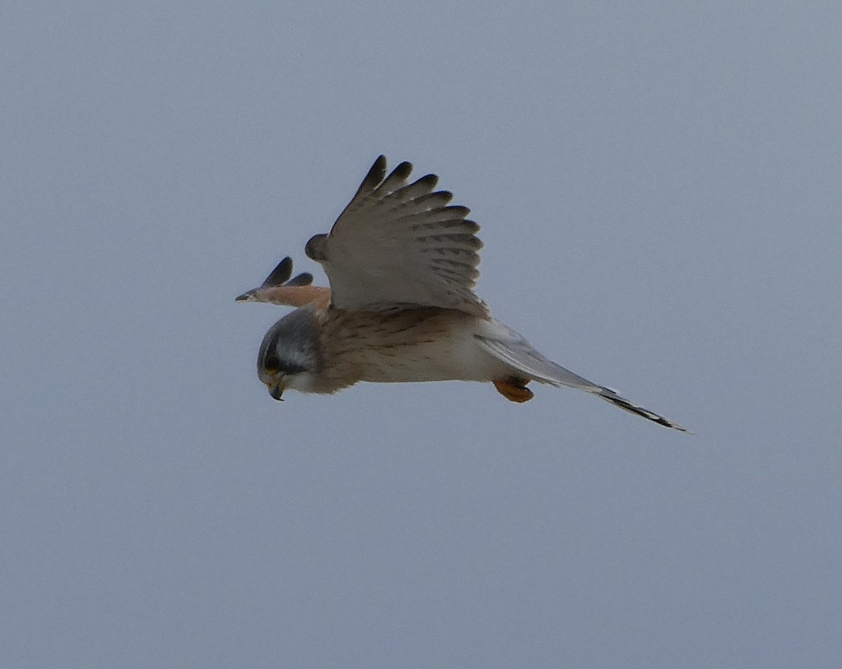 Nankeen Kestrel - ML103330681