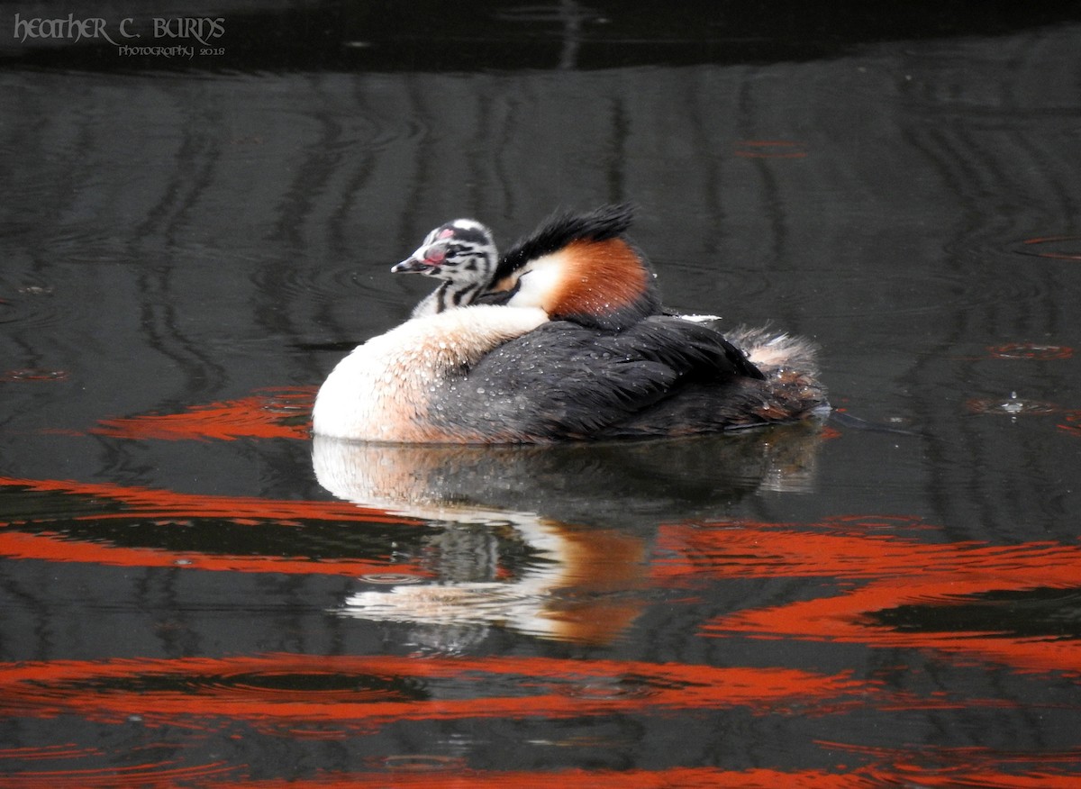Great Crested Grebe - ML103331021