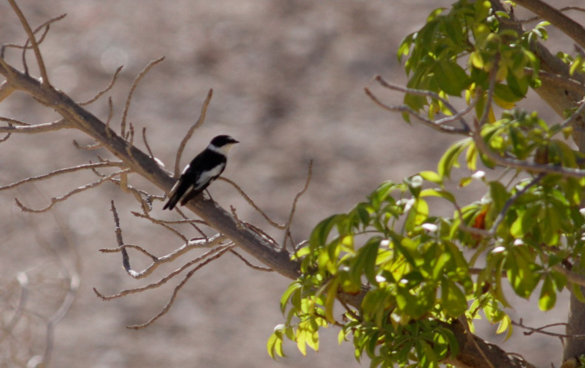 Semicollared Flycatcher - ML103331771