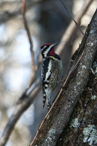 Yellow-bellied Sapsucker - ML103333331