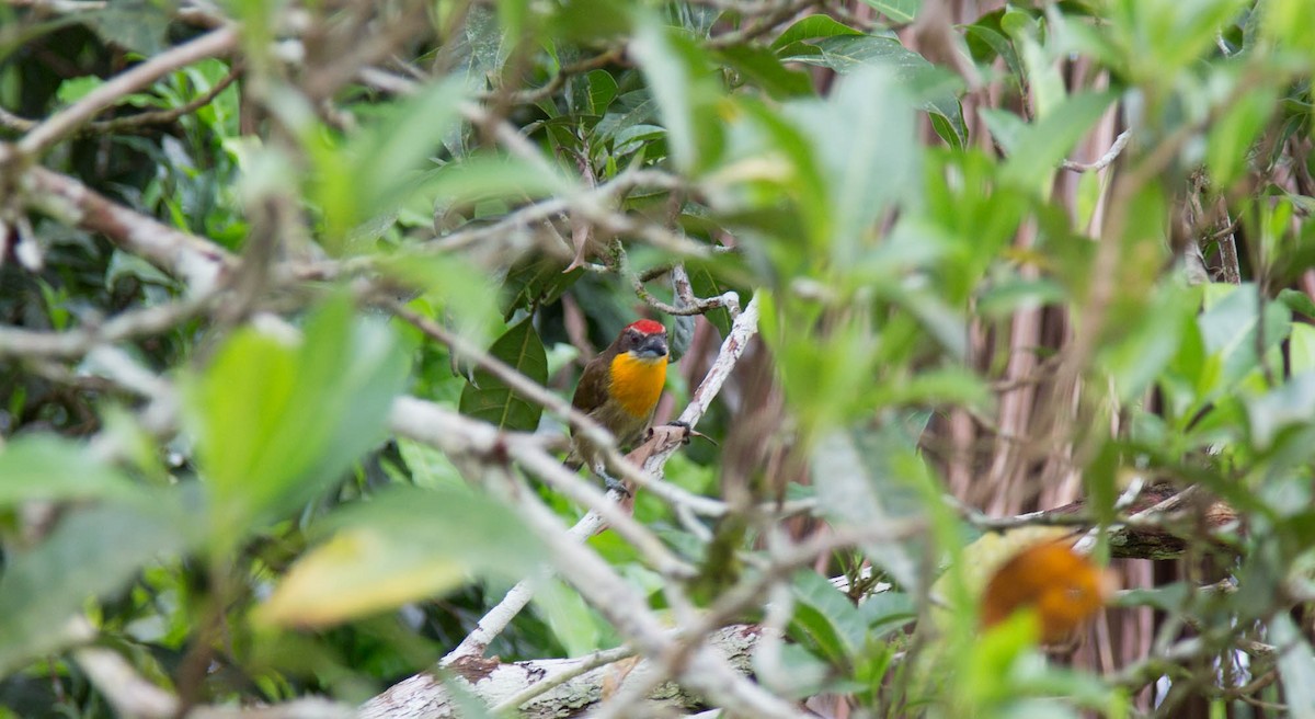 Scarlet-crowned Barbet - ML103333381