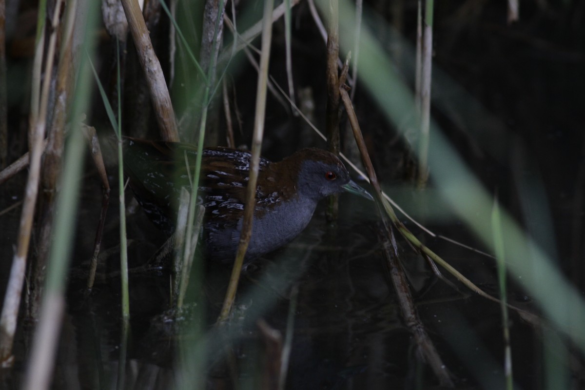 Baillon's Crake (Western) - ML103333641