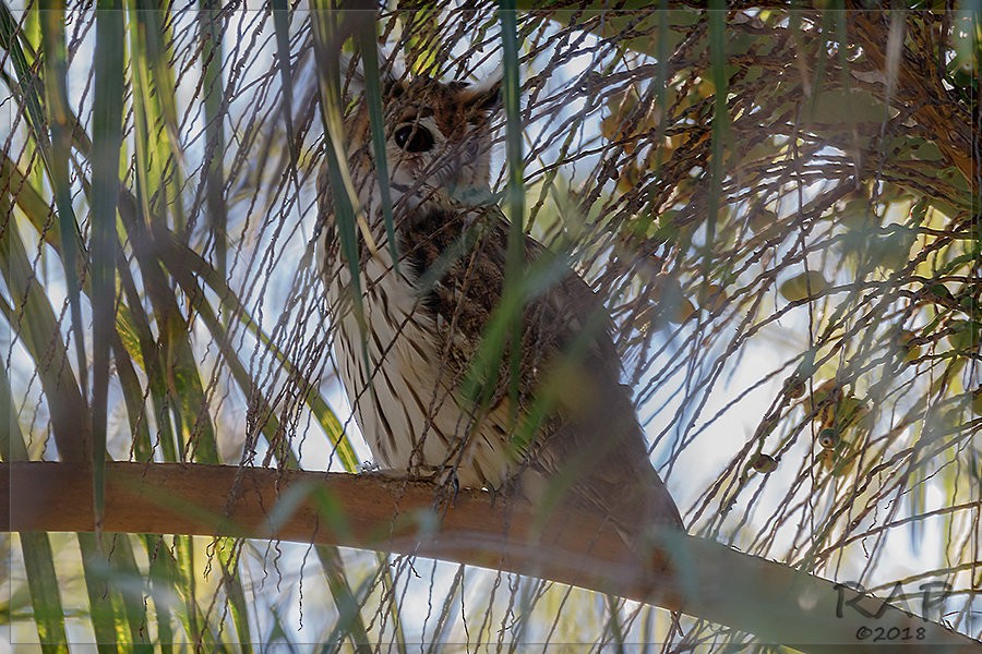 Striped Owl - ML103333781