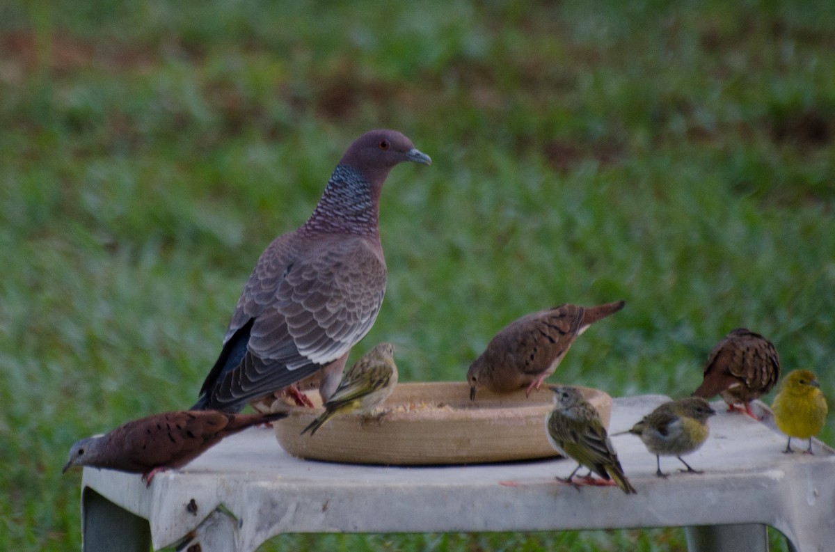 Picazuro Pigeon - Marcos Eugênio Birding Guide