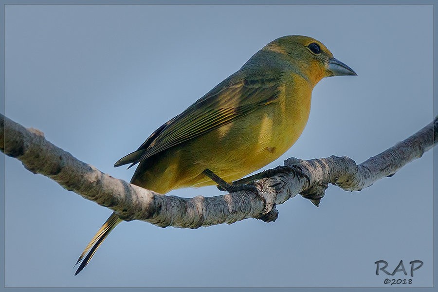 Hepatic Tanager - ML103334011