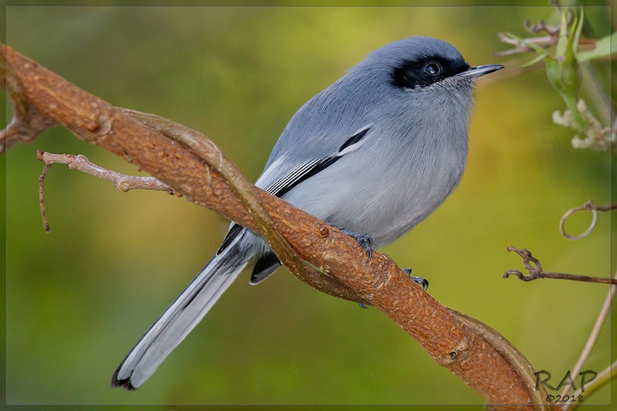 Masked Gnatcatcher - ML103334051