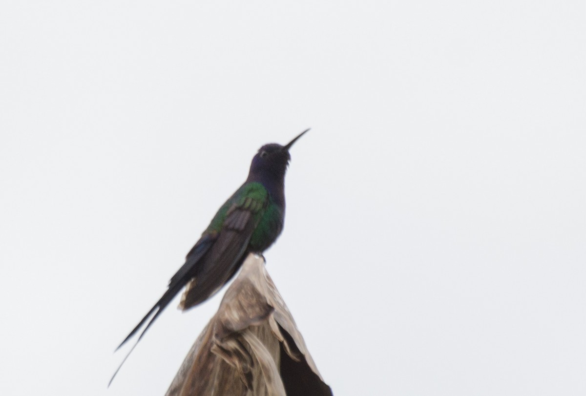 Colibri hirondelle - ML103334111