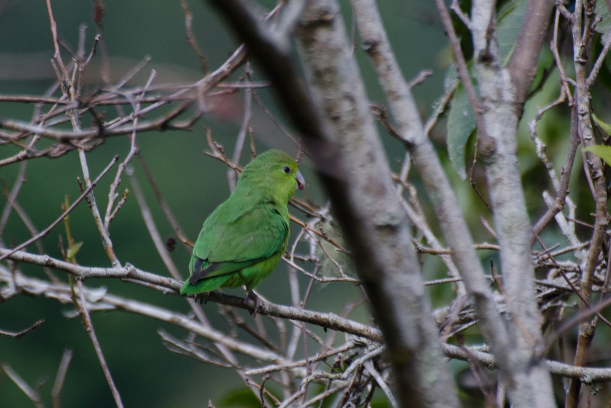 Cobalt-rumped Parrotlet - ML103334211